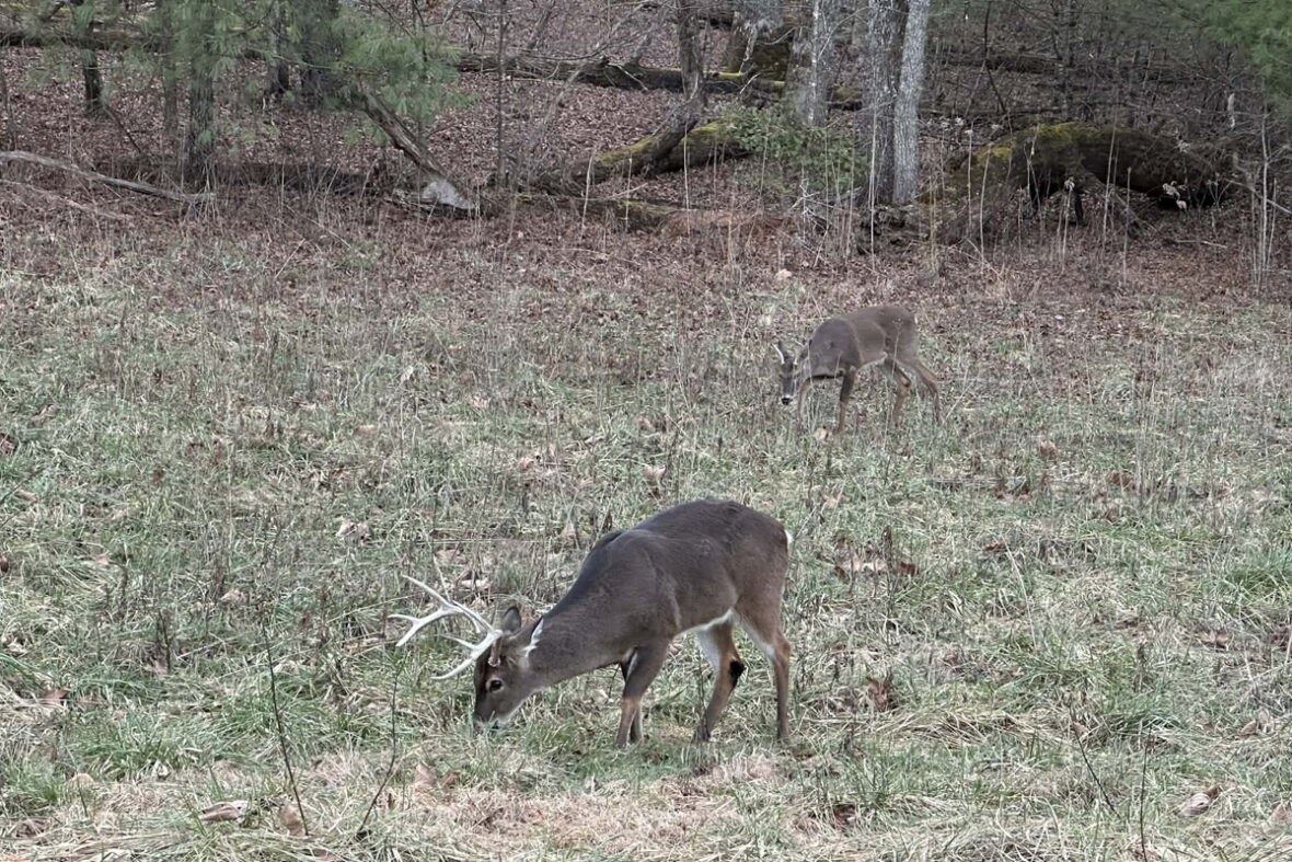Simple Nature Experiences Near Townsend That Visitors Love